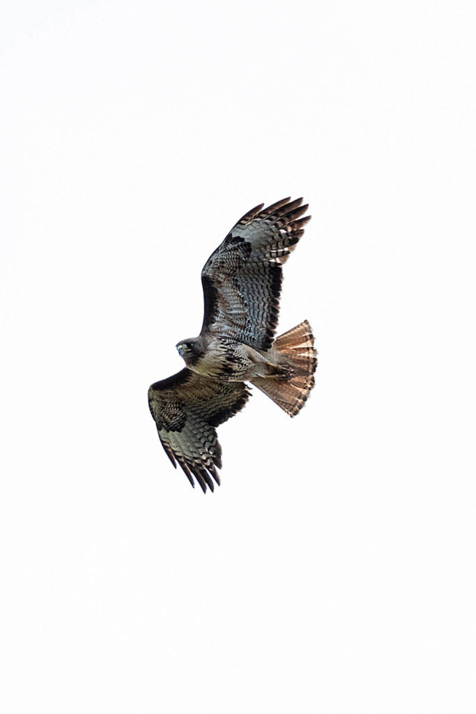 The red-tailed hawk is characterized by the National Audubon Society as “designed for effortless soaring.” (Sue Cottrell)
