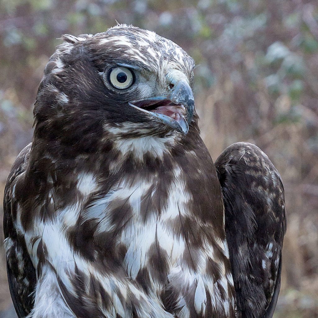 A harlan’s hawk is one of the 16 types of raptors that can be seen in northwest Washington. (Sue Cottrell)
