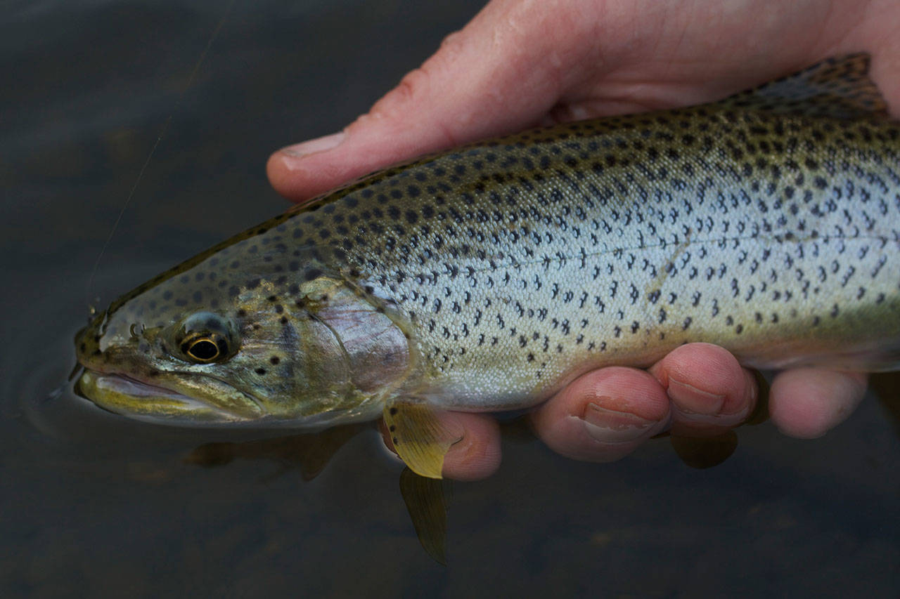 Sea-run cutthroat like to return to their rivers in fall, typically following the salmon and eating their eggs. (Mike Benbow photo)