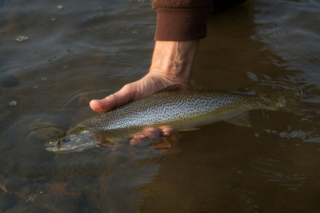 A nice sea-run cutthroat that returned to the Stillaguamish River last year. (Mike Benbow photo)
