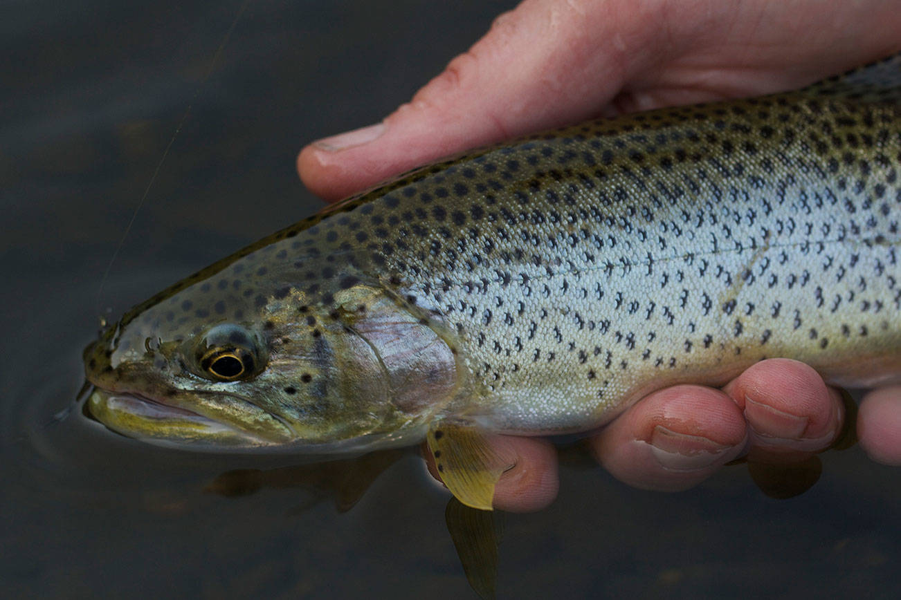 It’s a great time to fish for sea-run cutthroat