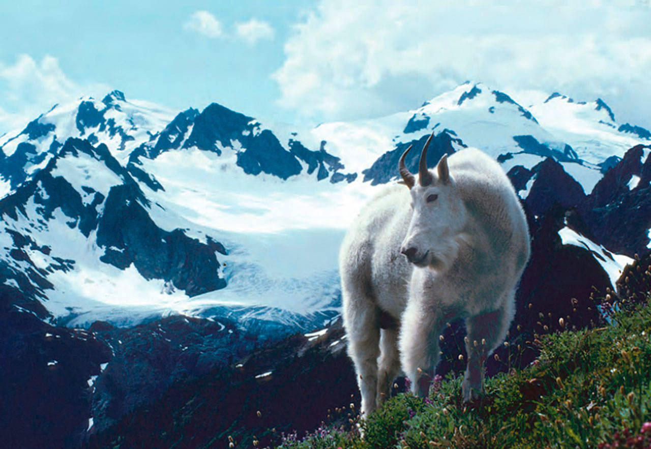 A mountain goat stands in the foreground of a view of Mount Olympus in the Olympic National Park. (Roger Hoffman / National Park Service)
