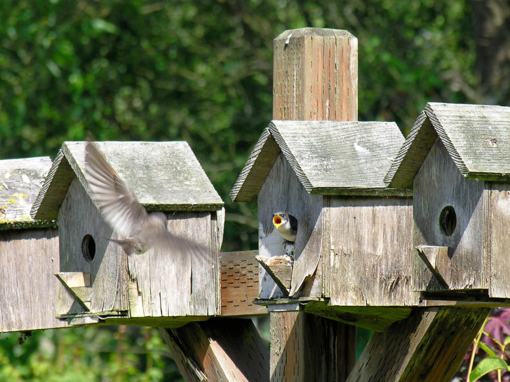 Tracee Gorman took this photo in June 2018 from the deck of her Snohomish home to avoid being dive-bombed by the parent tree swallows. “It took me about an hour to capture that perfect shot,” she said.
