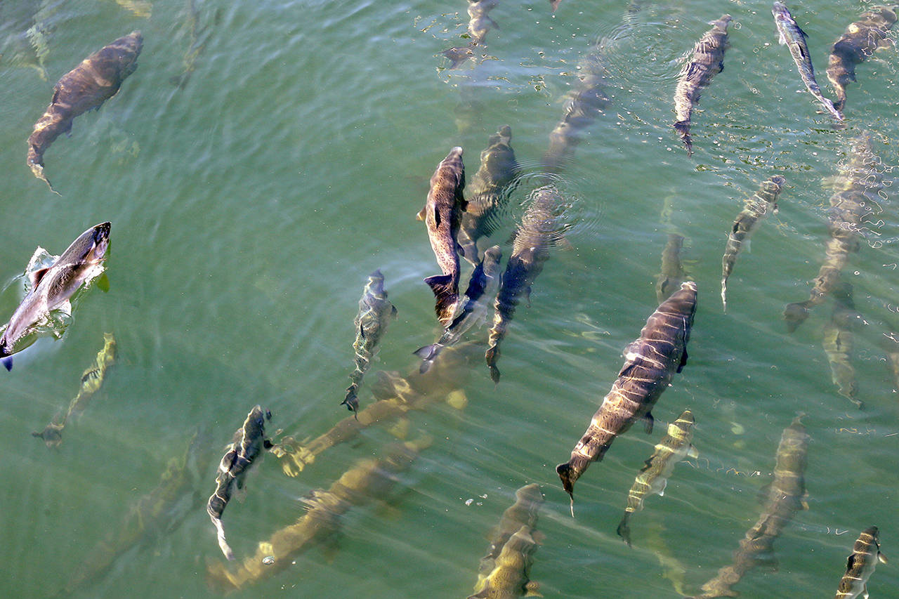 In this 2017 photo, salmon circle just below the surface inside a lock where they joined boats heading from salt water Shilshole Bay into fresh water Salmon Bay at the Ballard Locks in Seattle. (AP Photo/Elaine Thompson, File)