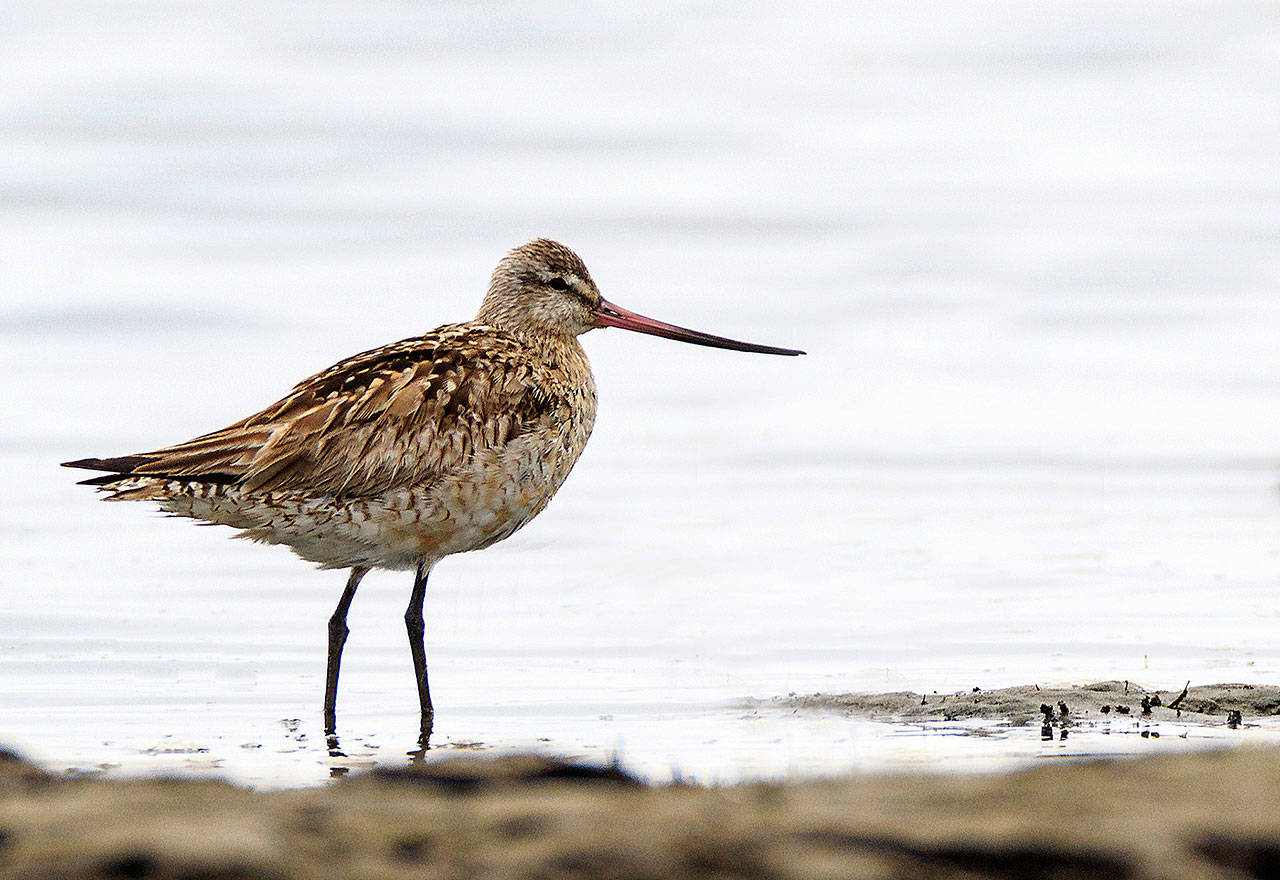 A bar-tailed godwit at Bottle Beach State Park, on the shore of Grays Harbor, perhaps blown off course on its migration from Alaska to New Zealand. (Tim Boyer)
