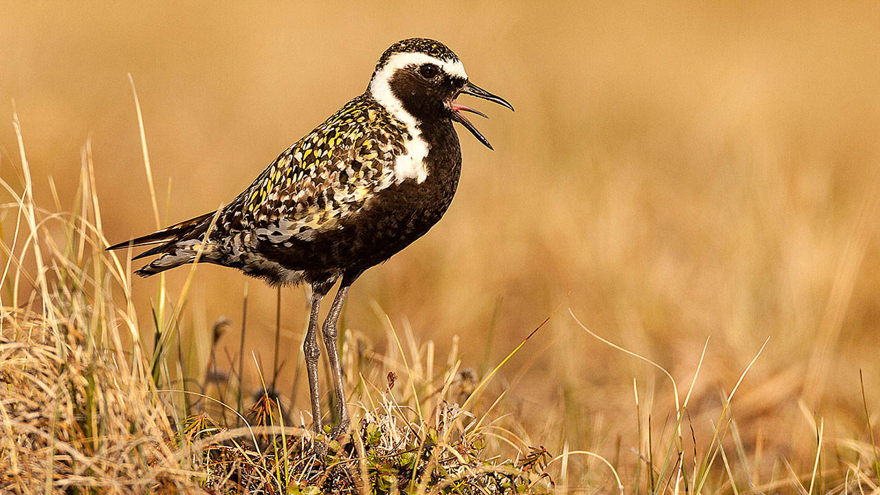 A Pacific golden plover, which nests in the Arctic but migrates to islands in the Pacific Ocean. (Tim Boyer)