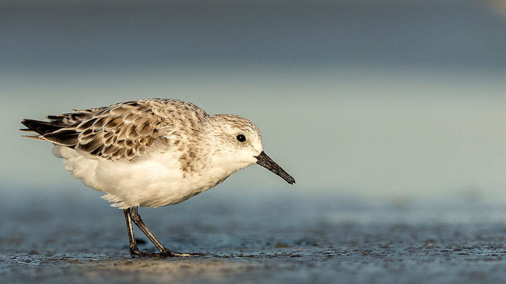 Sanderlings can often be seen on the Washington coast during their migrations. (Tim Boyer)

