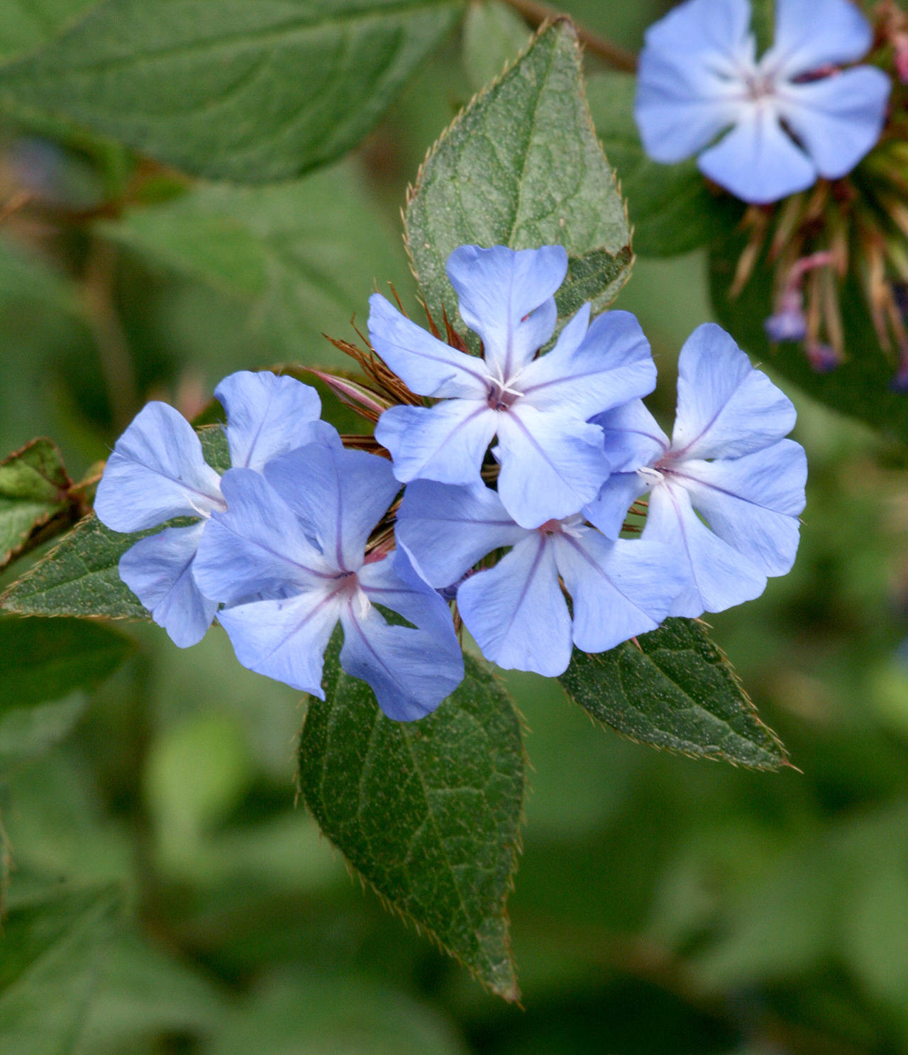 Ceratostigma willmottianum, commonly called Chinese plumbago, is drought-tolerant and loves a hot location. (Richie Steffen)