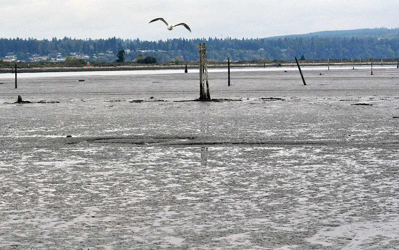 A seagull swoops over the mud exposed by the low tide near the 10th Street Boat Launch in Everett on Wednesday morning. (Sue Misao / The Herald)