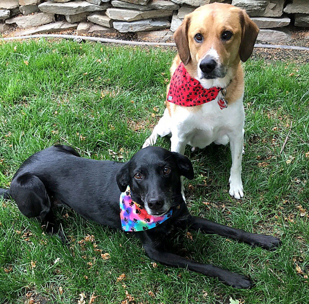 Skye and Sam model Nan Clute’s “dogdannas,” which are fashionable bandanas for dogs. (Nan Clute)
