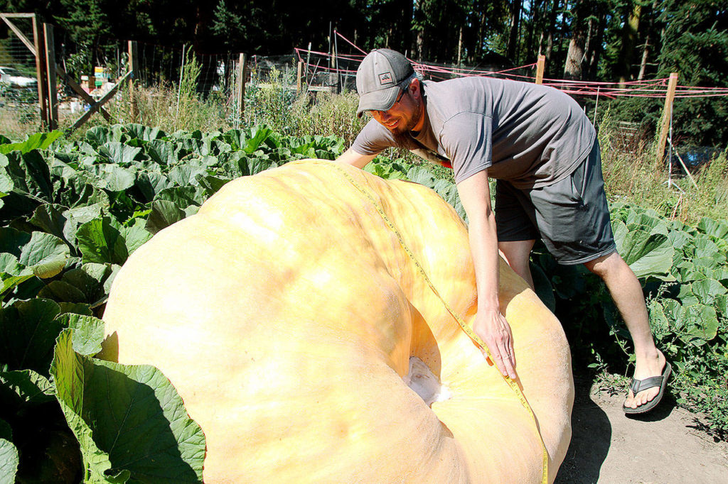 Ryan Nefcy uses measurements to estimate the weight of his giant pumpkin. (Laura Guido / Whidbey News-Times)
