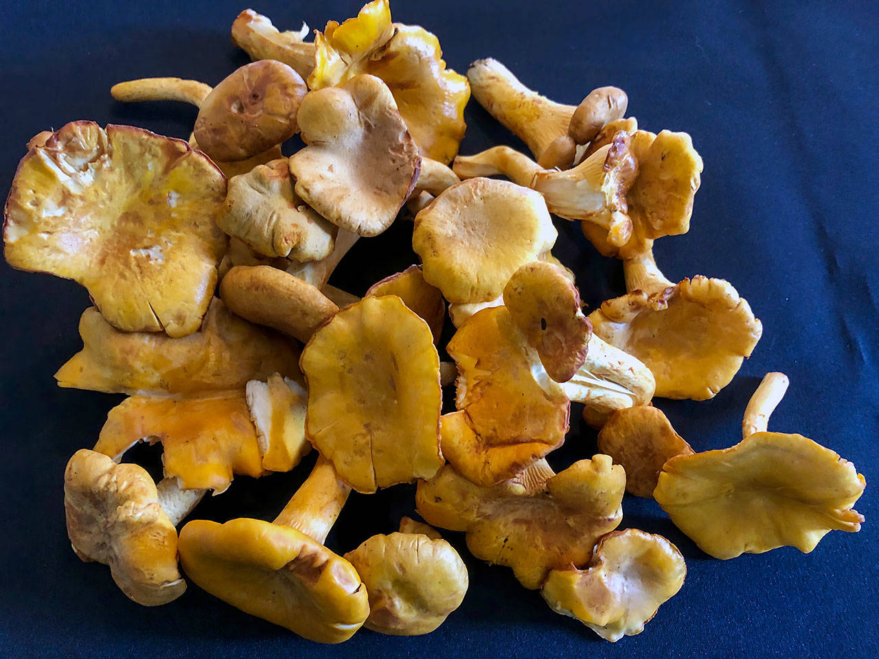 Chanterelles are a popular edible mushroom sought by amateur and commercial fungi hunters throughout the Northwest. (Photo by Dan Clements)