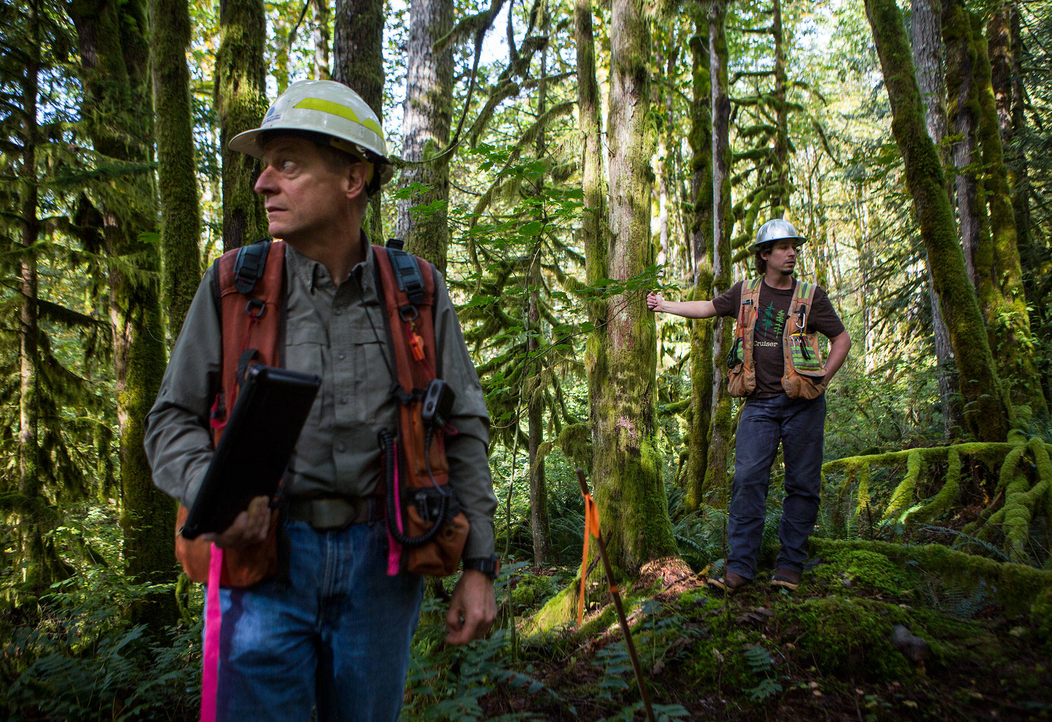 Department of Natural Resources district manager Al McGuire (left) and unit forester Tyson Whiteid stand Wednesday next to trees marked for a proposed timber harvest near Gold Bar. (Olivia Vanni / The Herald)