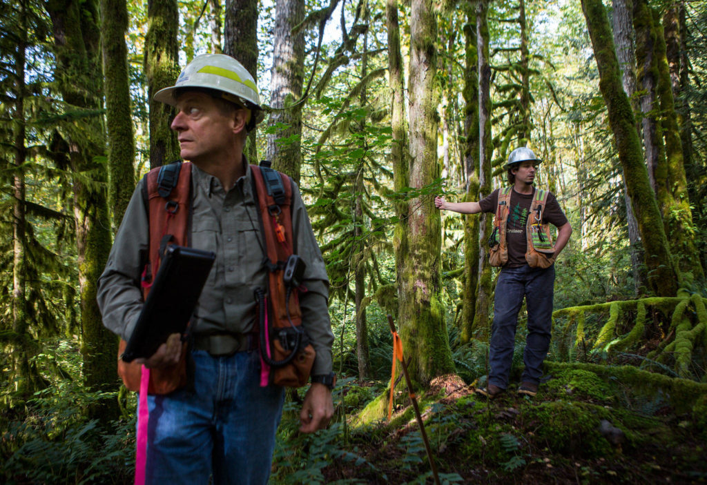 Department of Natural Resources district manager Al McGuire (left) and unit forester Tyson Whiteid stand Wednesday next to trees marked for a proposed timber harvest near Gold Bar. (Olivia Vanni / The Herald)
