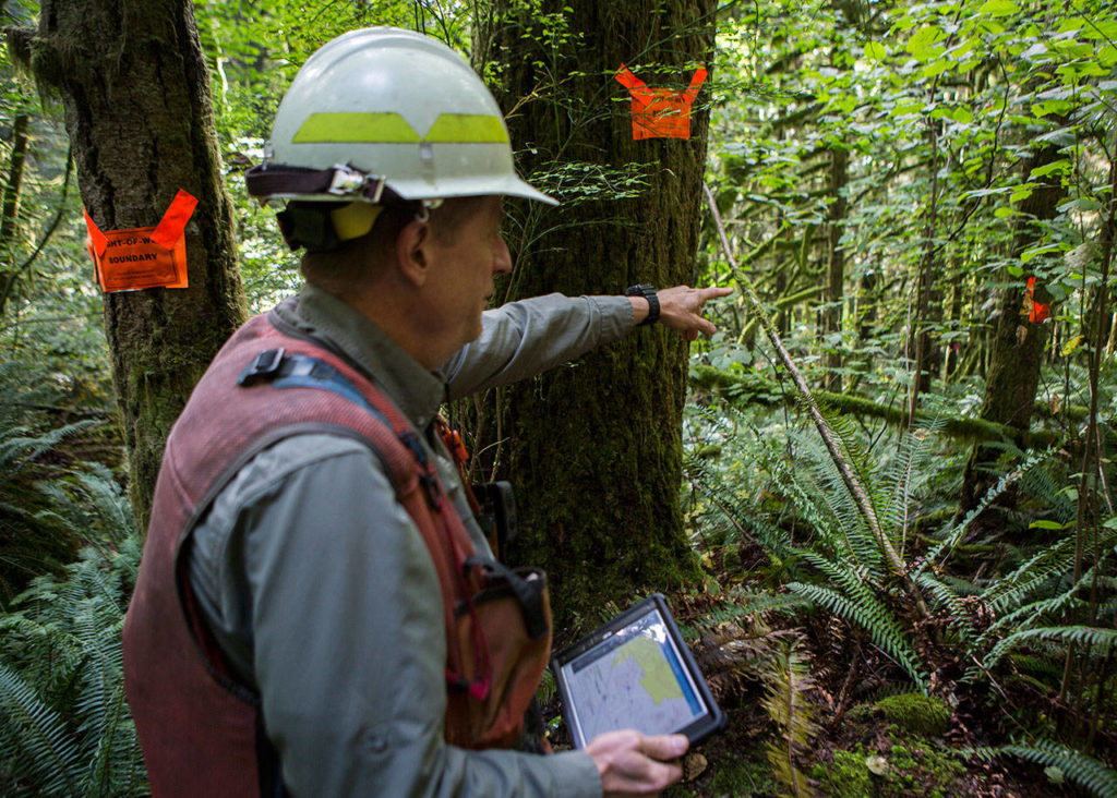 Al McGuire points out features of the timber sale Wednesday near Gold Bar. (Olivia Vanni / The Herald)
