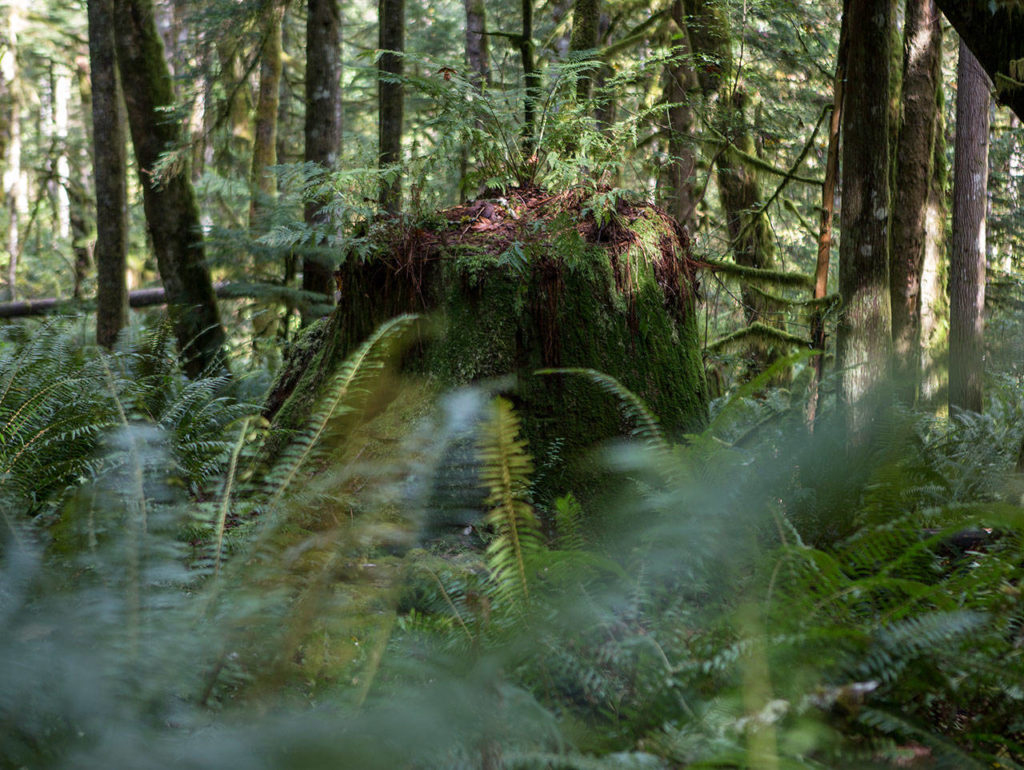 A stump left over from a previous timber cut near Gold Bar. (Olivia Vanni / The Herald)
