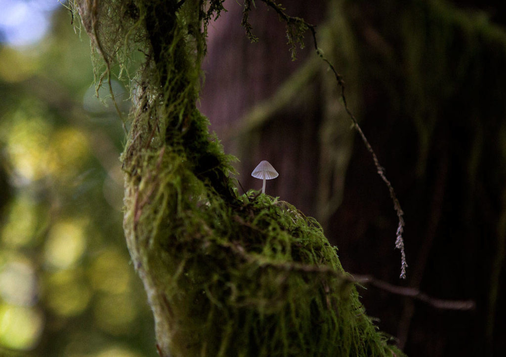 A small mushroom can be seen growing from the moss on a tree branch on Wednesday near Gold Bar. (Olivia Vanni / The Herald)
