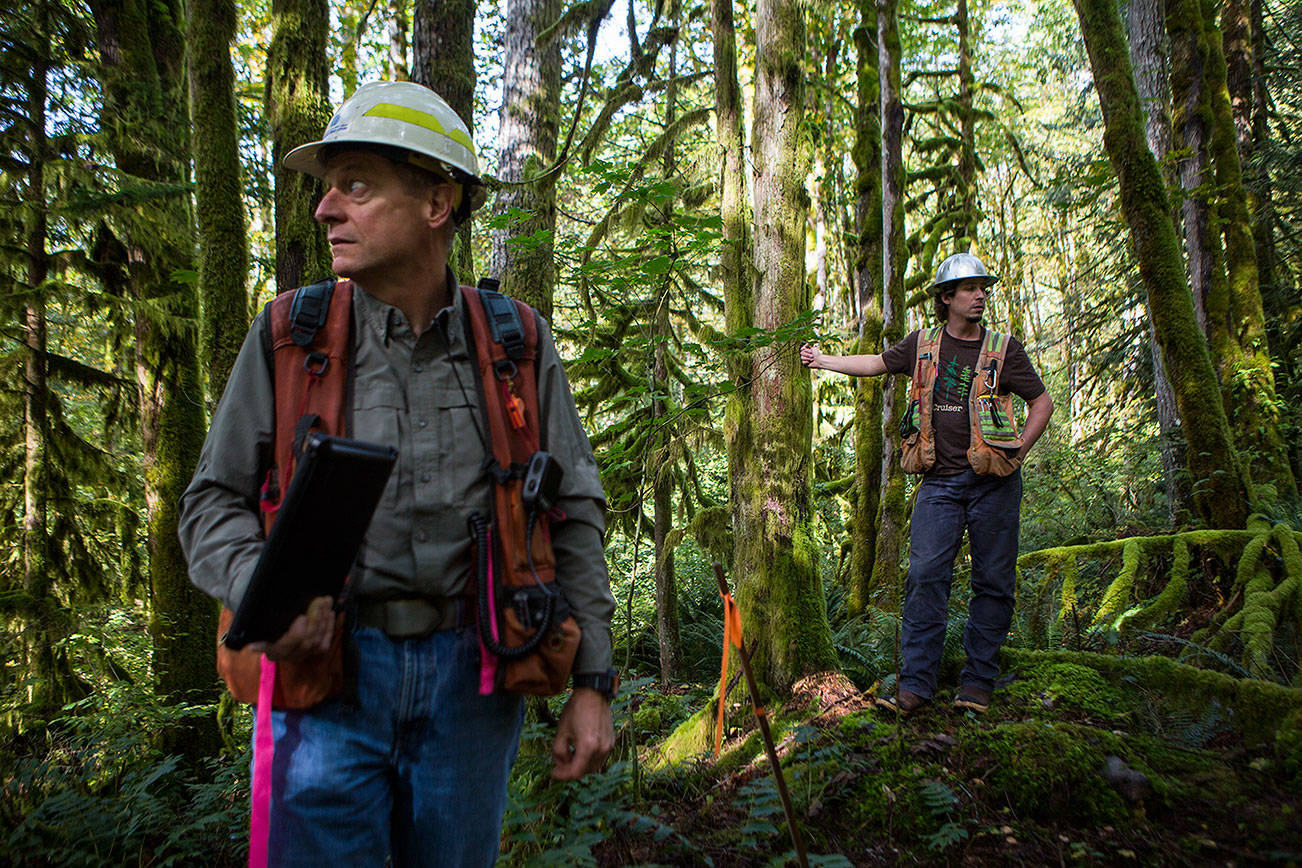 Contested timber cut takes new shape near Gold Bar