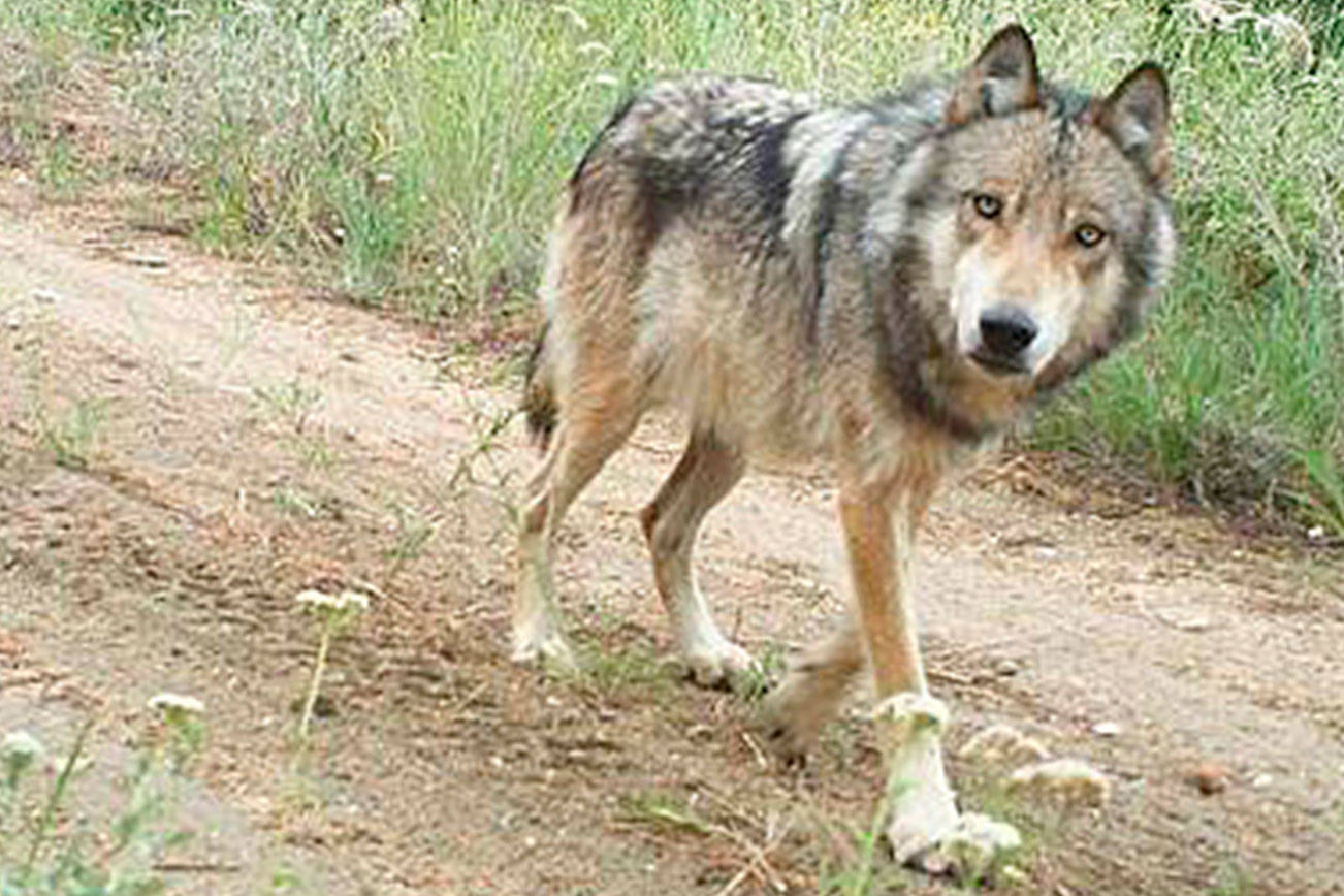 Dozens of people attend virtual meeting on future of wolves