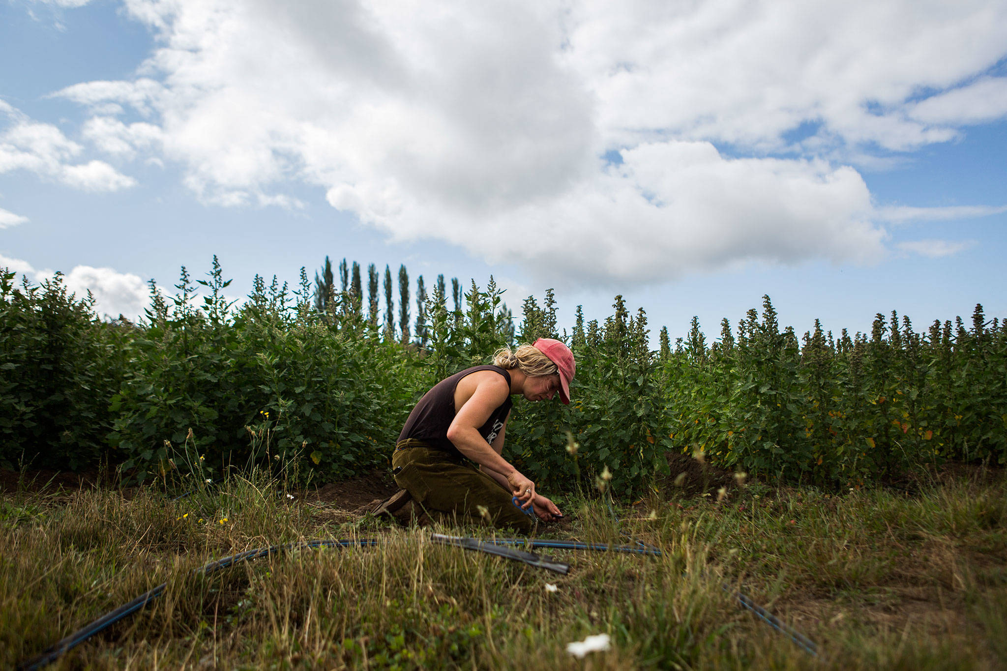 Sam Leingang works on an irrigation system at the Organic Farm School in Langley. (Olivia Vanni / The Herald)