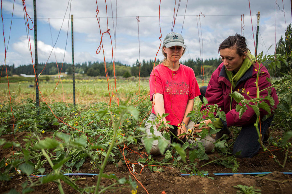 Julia Beck (left) and Raelani Kesler, both farmers in training, trim tomato plants at the Organic Farm School. (Olivia Vanni / The Herald)
