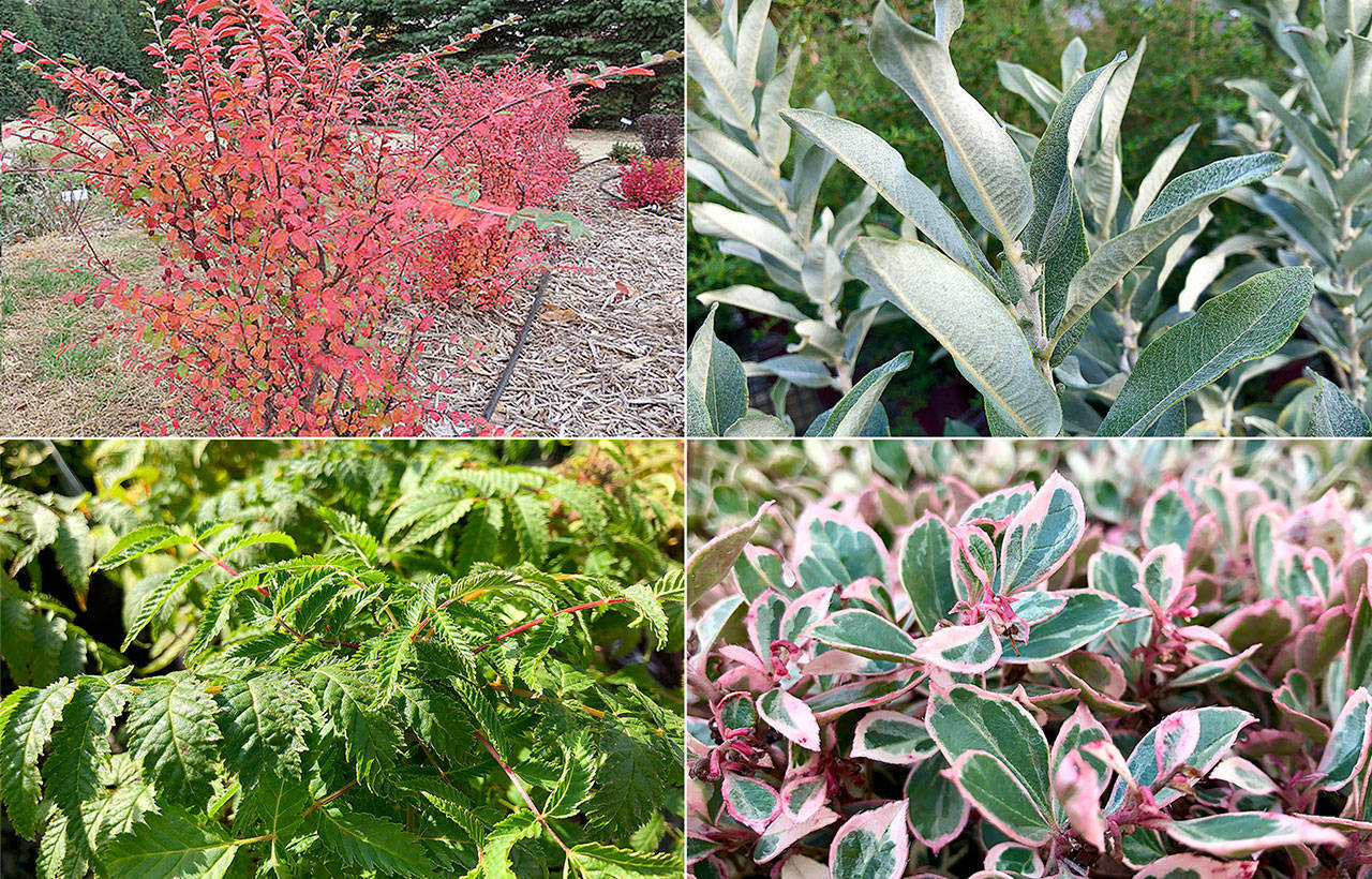 Clockwise from top left: Cotoneaster “Autumn Inferno;” Salix “Iceberg Alley;” Sorbaria “Matcha Ball;” “Winter Splash” wintergreen. (Bailey Nurseries and Nicole Phillips)