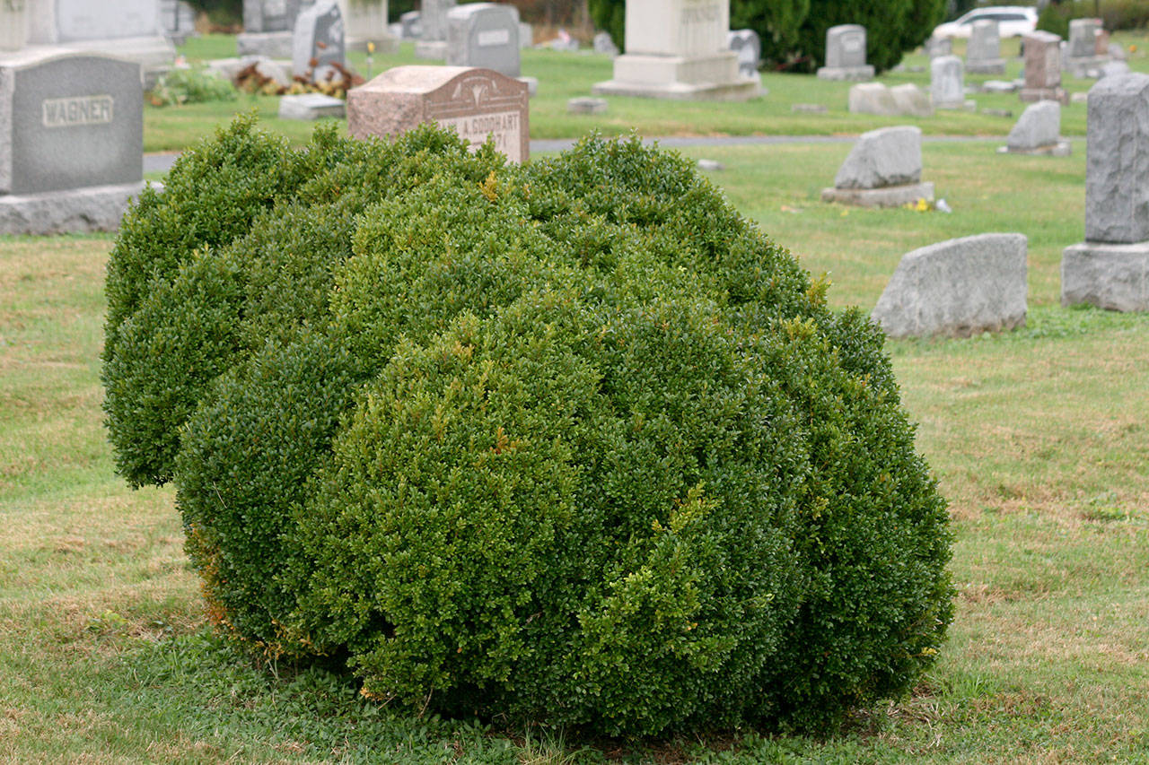 Edging boxwood has long been cultivated for its superior performance as a hedge or screen. (Richie Steffen)