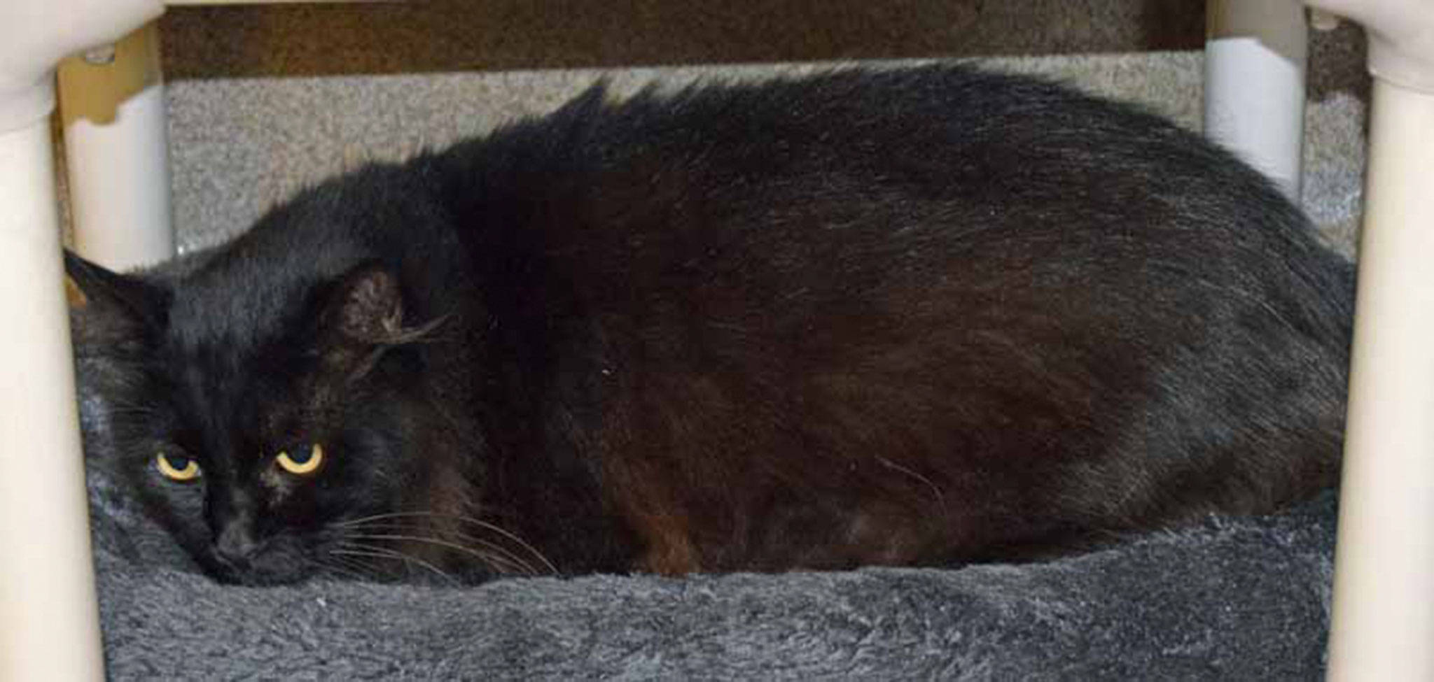 6-year-old Berkeley is a large, 16.5-lb, laid-back guy who is FIV positive. Here are some things to know about FIV: 1. Cats Infected With FIV Can Live Long and Healthy Lives 2. They’re Just Cats 3. Humans cannot catch FIV: It is exclusively a feline virus. 4. Cats can only spread it to other cats by blood 5. FIV is not a “sickness”: There are no medications or special treatment of any kind required. There is no medications required. (Arleigh Movitz/Everett Animal Shelter)