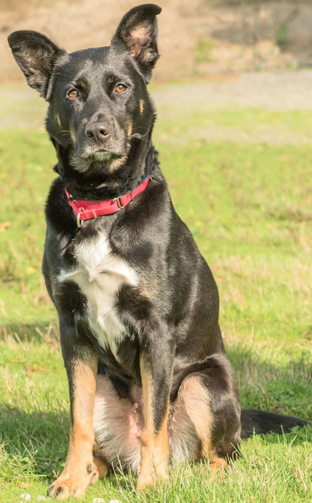 Cherri is here looking for her new home! She loves to be with her people but can be very wary of strangers including other dogs. She is leash reactive and is looking for someone who is familiar with this issue and has a plan to work through it with her. After super slow, proper introductions Cherri has made a doggie friend or two. She is very smart and loves to learn. She would do well in a home without close neighbors and a yard of her own. She will need a feline free home and we are not sure how she will do with children. (Curt Story/Everett Animal Shelter)
