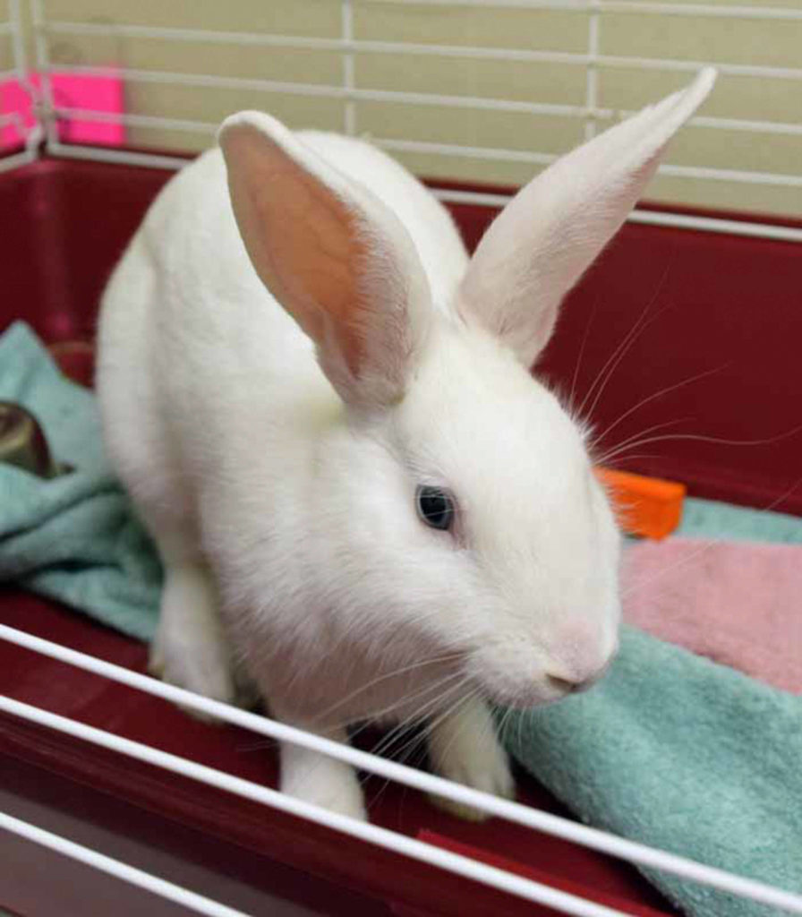 Hoppity was found outside, all on her own. She’s lucky someone rescued her before she got into danger! Hoppity will live happily indoors as long as she has daily supervised playtime outside her cage. Hoppity is still litter box training. She loves to eat LOTS of timothy hay every day and an occasional small carrot is nice, too. Hoppity will need a SLOW introduction to any resident animals or prefer to the only rabbit in your life. (Arleigh Movitz/Everett Animal Shelter)
