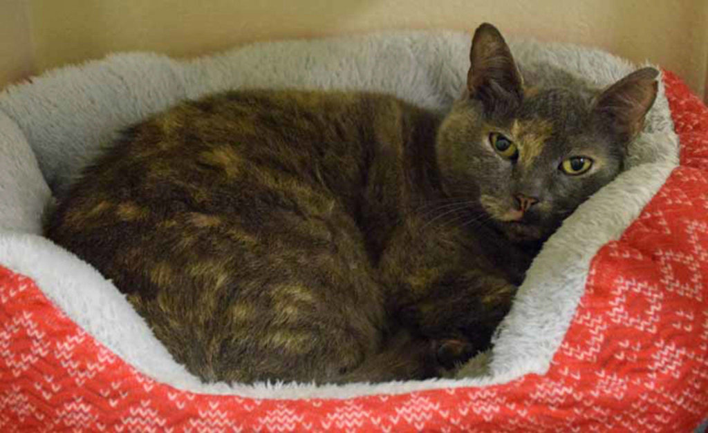Kami is looking for that one special person to snuggle. She used to live with a single woman but once another cat and more people moved in, Kami showed her distress by peeing inappropriately. She was also required to go to the basement for her litter box. Maybe it was just too far away? Whatever the issue there, Kami’s been using the box perfectly here and while she may be a little timid at first, she soon warms up to new people. (Arleigh Movitz/Everett Animal Shelter)
