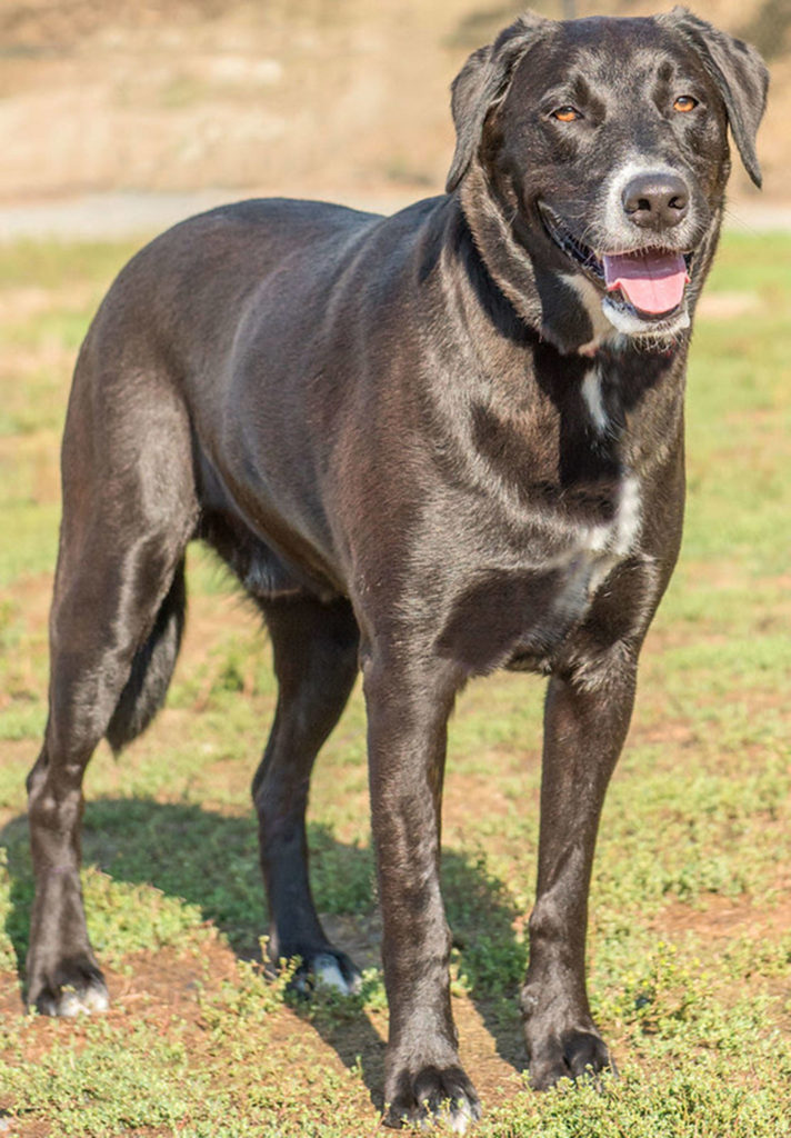 Rocky is described as a very protective dog and will occasionally nip if he doesn’t trust some one. He will need a meet and greet with any resident dogs and a feline free home. Rocky is looking for a home that will provide him with lots of exercise and structure! He does like to eat rocks and plastic and has had a previous surgery to remove them. He will need an adult only home. (Curt Story/Everett Animal Shelter)

