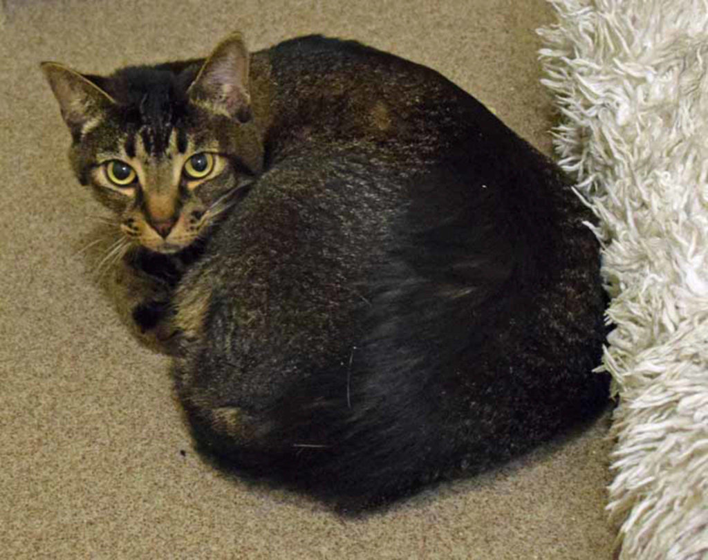 Ruby is a shy lady looking for a quiet, predictable home with a cat savvy person (kid free). She enjoys having a lap to curl up in and the company of other polite cats. Ruby will need a slow introduction to her new home. (Arleigh Movitz/Everett Animal Shelter)
