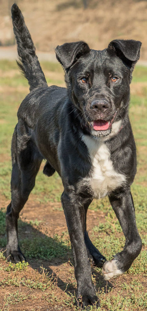 Woodstock is a very active young dog! He would make a great hiking or running buddy. He will need a meet and greet with any resident dogs and a feline free home. Teddy has had very little training and can easily knock over young children. Any children in the home must be over 7 years old. This dude is not suited for apartment living. (Curt Story/Everett Animal Shelter)
