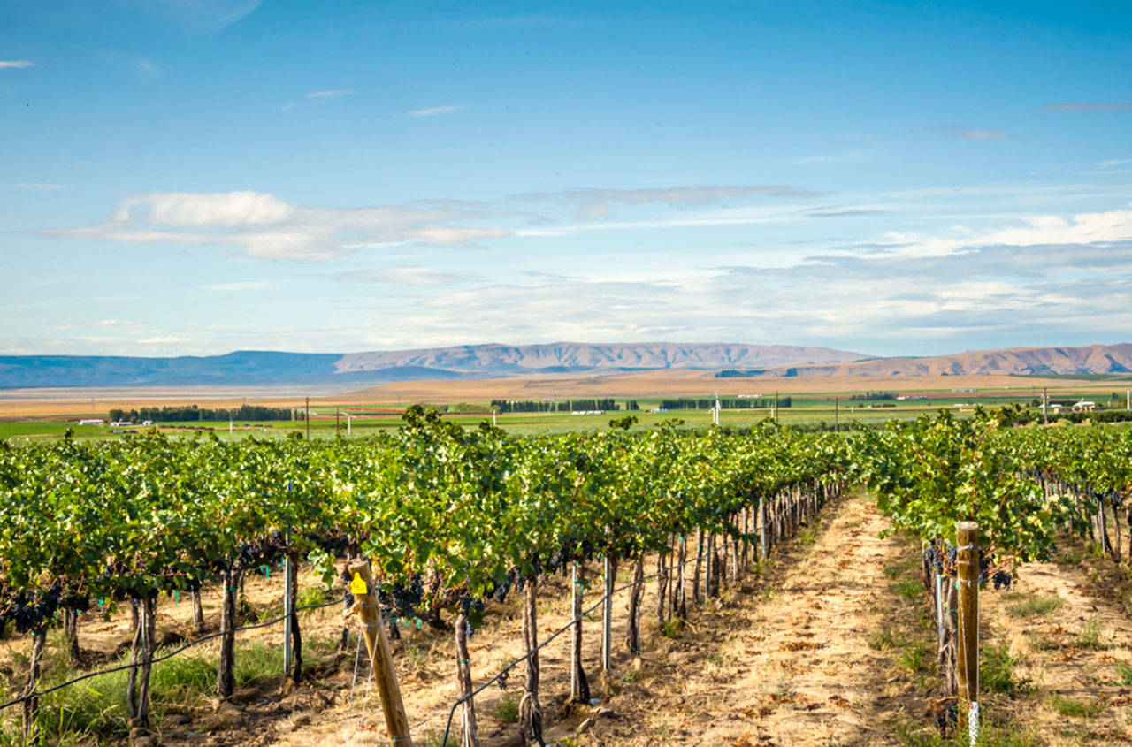 The Wahluke Slope near the Columbia River downstream from Vantage is one of the most reliable growing regions in Washington. (Richard Duval Images)