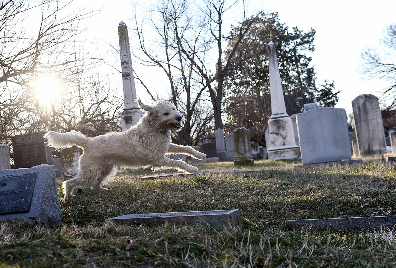 Buster the labradoodle takes a romp through a cemetery in Washington, D.C. The popular designer dog’s creator now says he regrets doing it. (Toni L. Sandys / The Washington Post file)