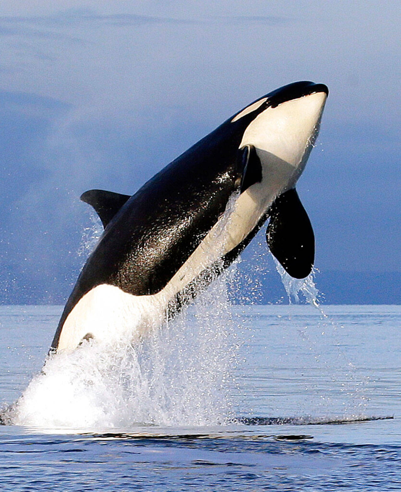 An endangered Southern Resident female orca breaches from the water in Puget Sound, west of Seattle, in January 2014. Seventeen states sued the Trump administration Wednesday, to block rules weakening the Endangered Species Act, saying the changes would make it tougher to protect wildlife even in the midst of a global extinction crisis. (Elaine Thompson / Associated Press File)