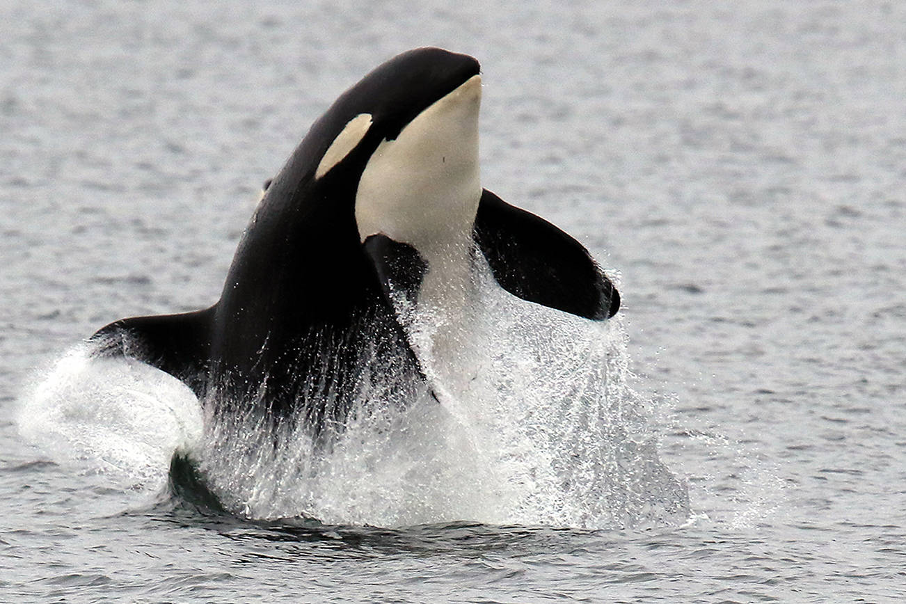 Watch orcas leap and swim in fish-rich Possession Sound