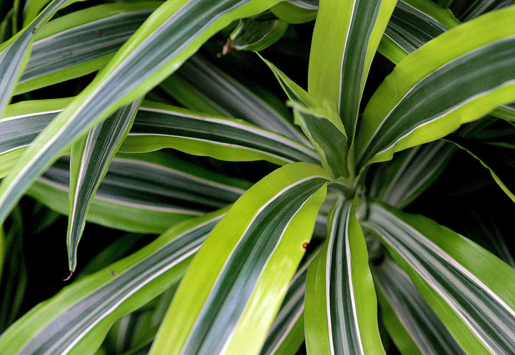 Most Dracaenas have strapy foliage and can tolerate low to medium light. (Jennifer Buchanan/Herald file)
