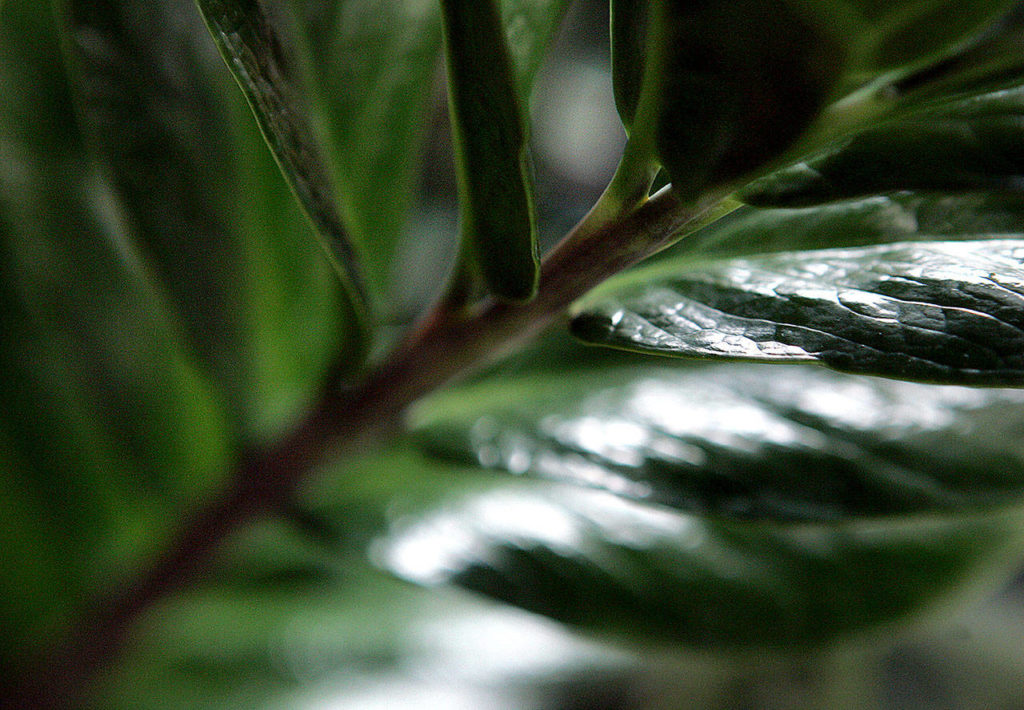 The ZZ plant (Zamioculcas zamiifolia) has thick pear-shaped leaves and is exceptionally easy to care for. (Jennifer Buchanan/Herald file)
