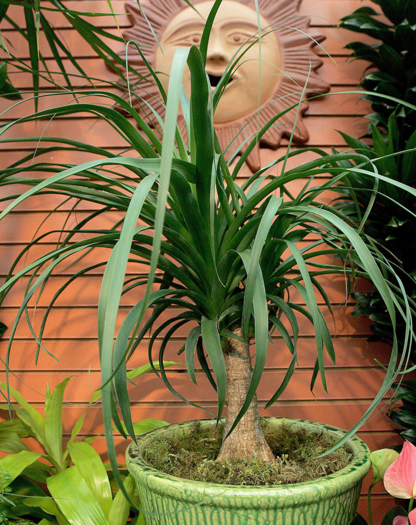 The ponytail palm is a desert dweller native to Mexico, and does well in the overheated and dry air of the modern home.
