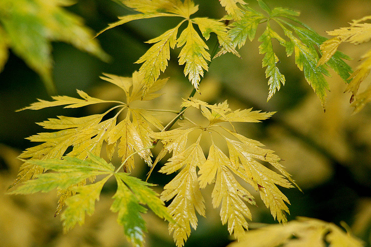 “Monroe” cutleaf vine maple was named by a former director of the Washington Park Arboretum in Seattle. (Richie Steffen)
