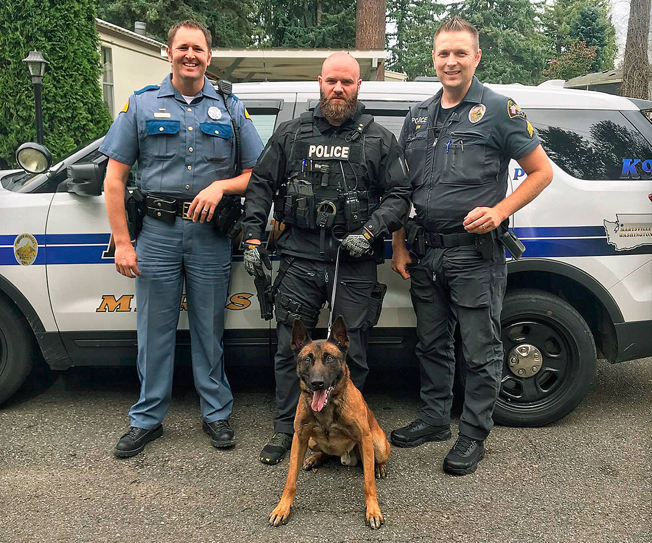 Marysville Police dog Steele found a suspect hiding under a parked car Sunday, Sept. 29, 2019 in Mobile Manor after Washington State Patrol pursued the driver on I-5. (Marysville Police Department)
