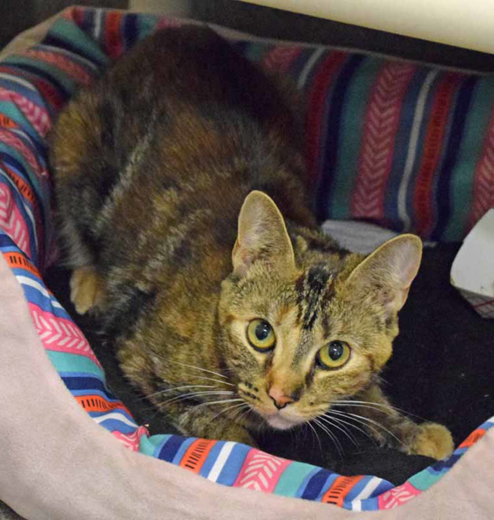 Brownie Bear is a playful gal who enjoys playing with other cats and toys. She prefers to hang out with kids over the age of 10. Brownie Bear will need to be an indoor only cat: She has what is called Pectus Excavatum; a chest deformity. You can read about the condition online or the information sheet here at the shelter.
