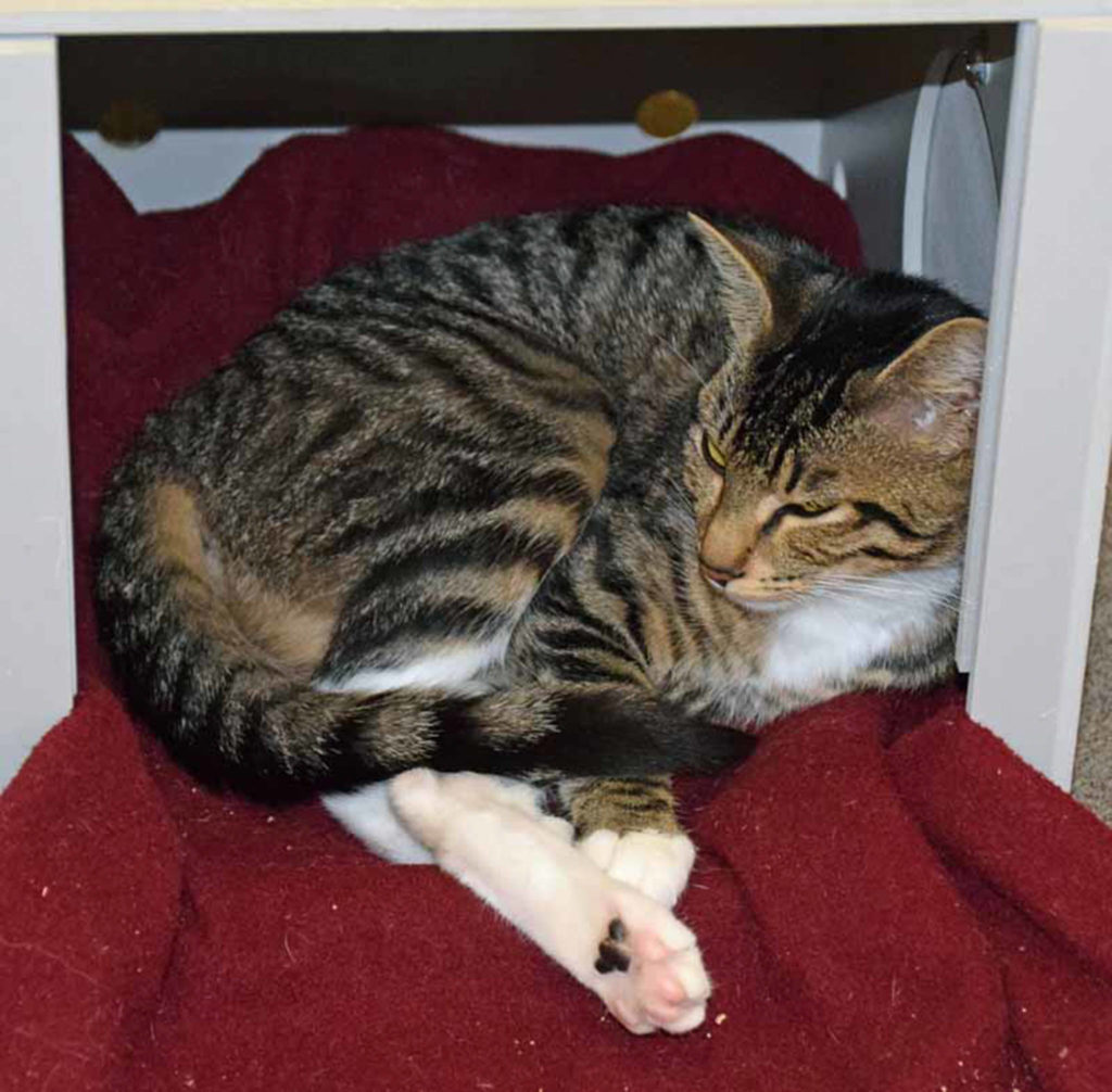 1 year old Rose is a quiet cat at the moment. She is still settling into her new routine. We believe that once she settle into her new home/routine, she will be loving and playful.
