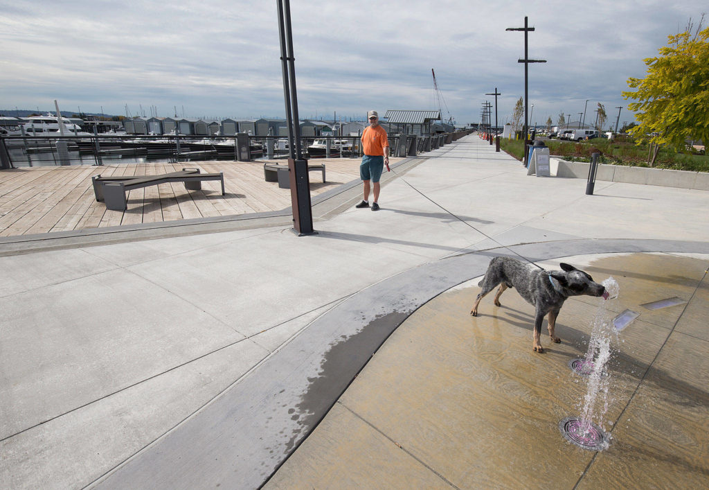 Pepper takes a drink from the new water fountain display while on a walk with his owner, Mike Williams, at the Port of Everett on Wednesday in Everett. The Boats Afloat Show, which has been held on Seattle’s South Lake Union for some 30 years, is relocating to the Port of Everett next fall. (Andy Bronson / The Herald)
