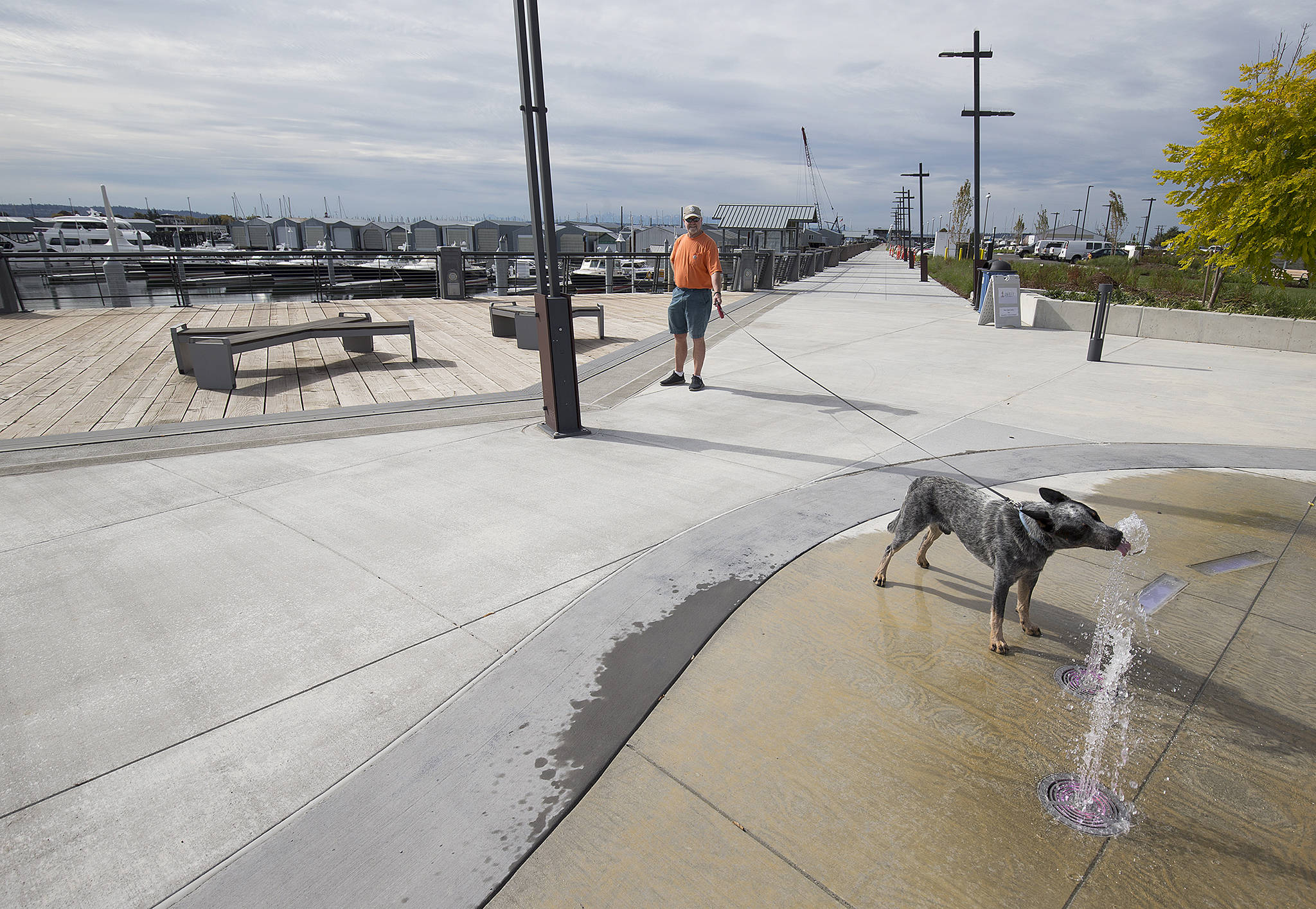 Pepper takes a drink from the new water fountain display while on a walk with his owner, Mike Williams, at the Port of Everett on Wednesday in Everett. The Boats Afloat Show, which has been held on Seattle’s South Lake Union for some 30 years, is relocating to the Port of Everett next fall. (Andy Bronson / The Herald)