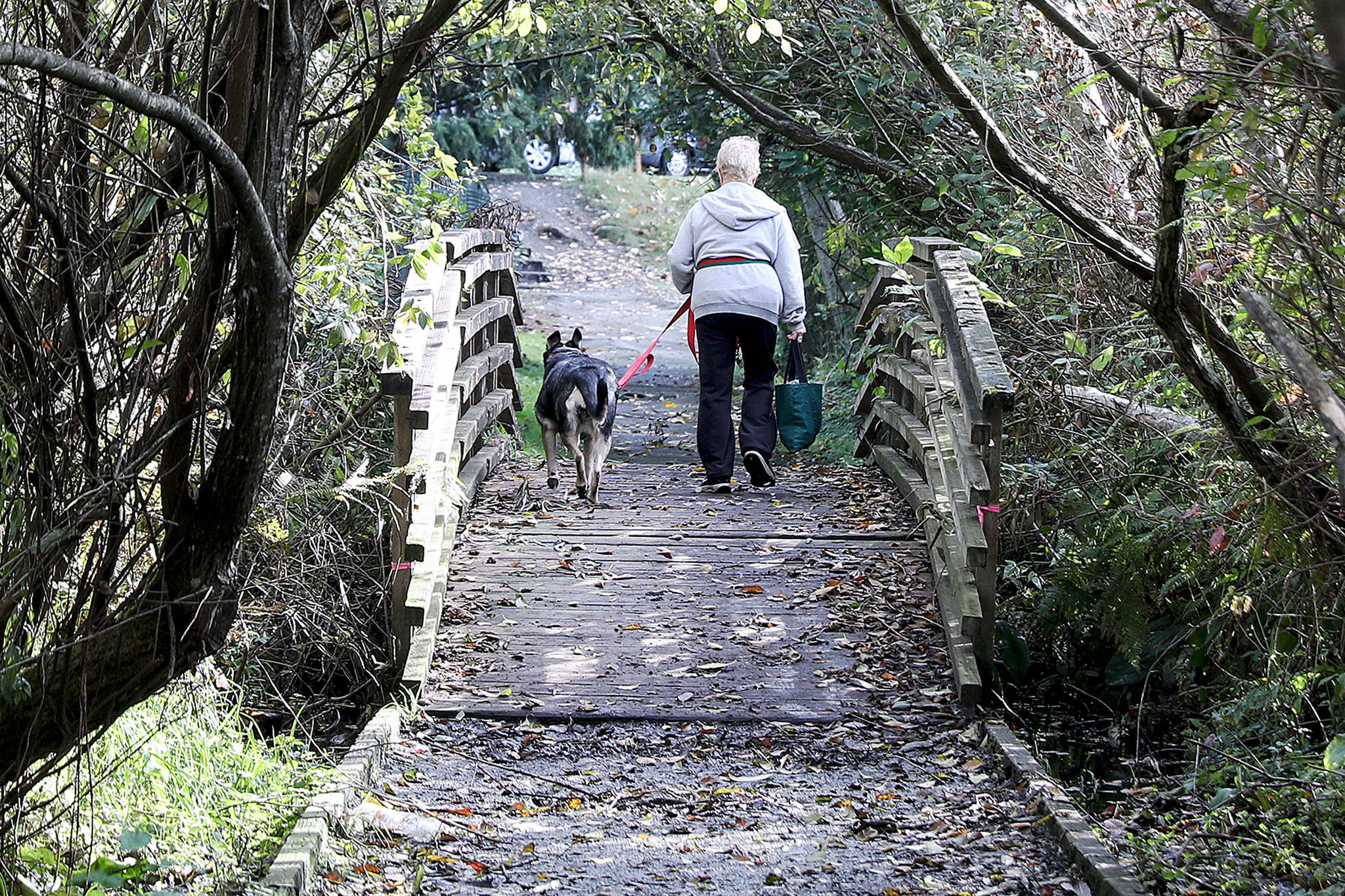 The city of Lynnwood received $2.5 million from Sound Transit to redevelop a portion of the 1.5 mile Scriber Creek Trail, which links Wilcox Park at Highway 524 with the transit center. (Lizz Giordano / The Herald)