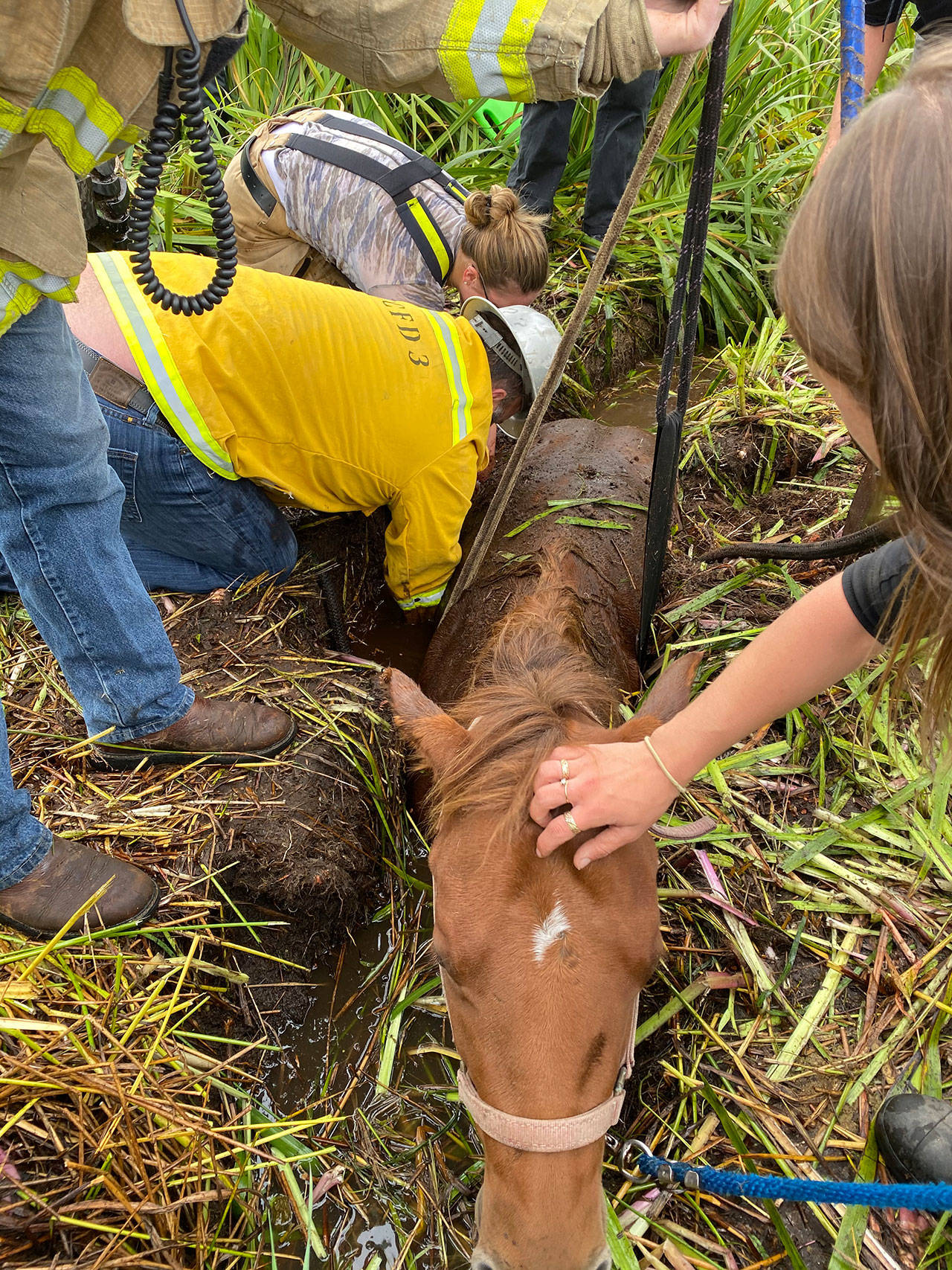 South Whidbey Fire/EMS personnel work Sunday to remove a horse stuck in the mud. (Contributed photo)
