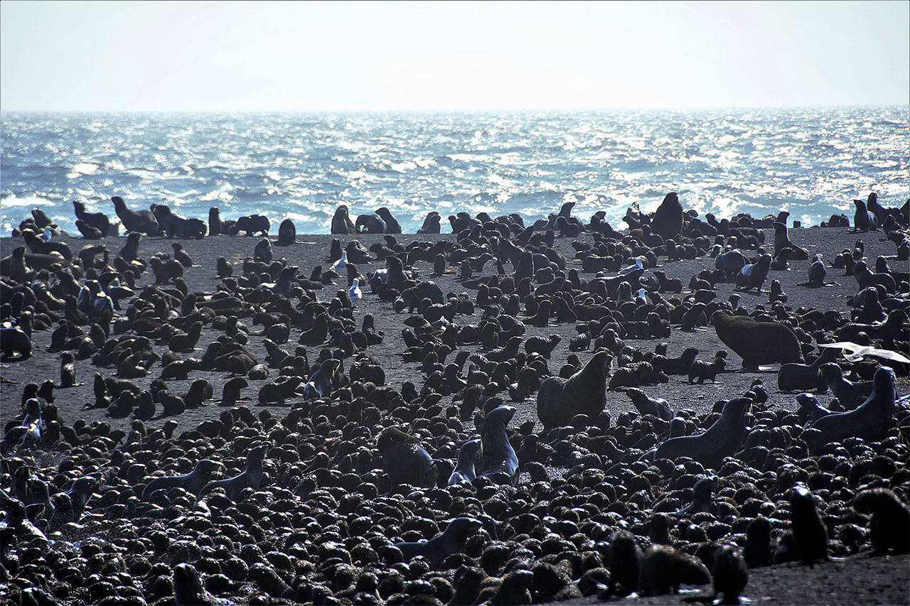 This August 2019 photo shows northern fur seal adults and pups on a beach on Bogoslof Island, Alaska. (Maggie Mooney-Seus/NOAA Fisheries via AP)